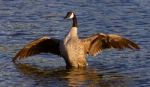 Very Beautiful Canada Goose Spreads His Wings Stock Photo