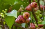 Rose Apple Stock Photo