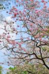 Pink Trumpet Tree Stock Photo