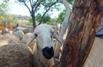 Sacrificial Sheep For Festival Of Sacrifices In Muslim Countries Stock Photo