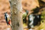 Great Spotted And Gray-headed Woodpeckers In A Spring Forest Stock Photo