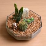 Small Cactus Garden On Wooden Table Stock Photo