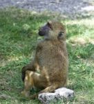 The Funny Baboon Is Turning Back Stock Photo