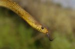 Rat Snake Stock Photo