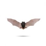 Bat Abstract Stock Photo