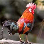 Red Junglefowl Stock Photo