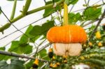 Pumpkin On A Field Stock Photo