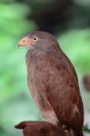 Rufous-winged Buzzard Stock Photo