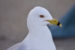 Beautiful Isolated Portrait Of A Cute Gull On The Shore Stock Photo