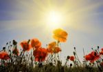 Poppies Stock Photo