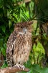 Brown Owl Perching Stock Photo