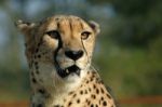 Cheetah Closeup In South Africa Stock Photo