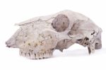 Sheep Skull Stock Photo