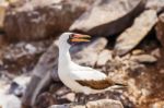 Nazca Booby In Galapagos Stock Photo