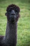 Close Up Head Shot Of Black Alpaca In Green Field Stock Photo