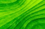 Dirty Green Banana Leaf Texture Stock Photo