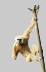 Common Gibbon Or White-handed Gibbon Stock Photo