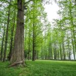 Pine Trees In A Green Field Stock Photo