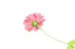 Pink Zinnia Flower Stock Photo