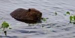 Beautiful Isolated Photo Of A Beaver Eating Leaves In The Lake Stock Photo