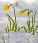 Daffodil Blooming Through The Snow Stock Photo