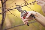 Pruning Fruit Tree - Cutting Branches At Spring Stock Photo