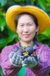 Female Agriculturist Hand Showing Mangosteens Stock Photo