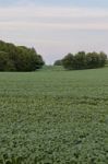 Beautiful Photo Of A Beautiful Potatoes Field Stock Photo