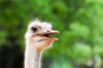  Ostrich Head Stock Photo