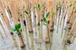 Mangroves Reforestation In Coast Of Thailand Stock Photo