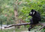 White Cheeked Gibbon Stock Photo