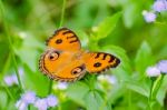 Peacock Pansy Butterfly Stock Photo