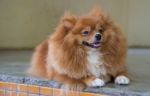 Fluffy Brown Dog Stock Photo