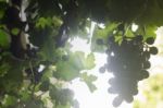 Ripe Grapes Hanging On Tree Display In Food Festival Stock Photo