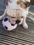 British Bulldog Chewing On A Football Stock Photo