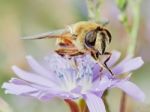 Bee On A Field Flower Stock Photo