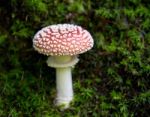 Mushroom Stock Photo