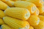 Fresh Corn Stock Photo