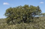 Quercus Ilex Tree Stock Photo