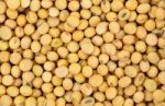 Soy Bean Pattern As Background Stock Photo