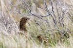 Female Red Grouse (lagopus Lagopus Scotica) Stock Photo