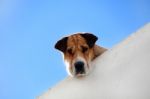 Cute Dog Peaking Stock Photo