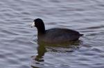 Beautiful Picture With Funny Weird American Coot In The Lake Stock Photo