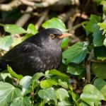 Common Blackbird - Turdus Merula Stock Photo