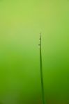 Dew Drops On Bamboo Leave Stock Photo