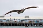 Brown Pelican (pelecanus Occidentalis) Stock Photo