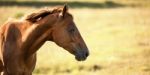 Horse In The Countryside Stock Photo