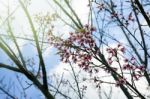 Flower Queen Tiger On A Background Of Blue Sky Stock Photo