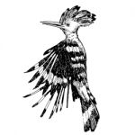 Hoopoe Bird Doodle Hand Drawn Stock Photo