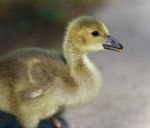 Isolated Photo Of A Cute Chick Of Canada Geese Stock Photo